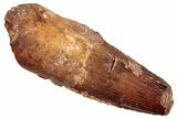 Fossil Spinosaurus Tooth - Feeding Worn Tip #259618-1